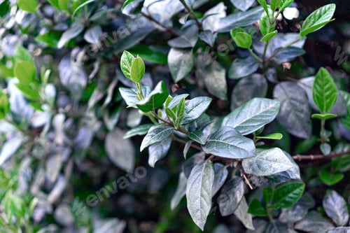 Preview: Green leaves pattern, spring blooming buds in the trees abstract green foliage, nature background.