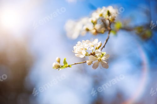 Spring nature