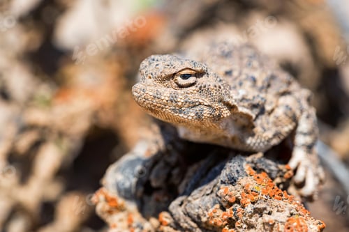 Preview: Close portrait of Phrynocephalus helioscopus agama in nature