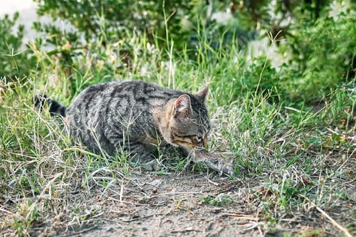 Vista previa: Cute tabby cat playing with the captured mouse.