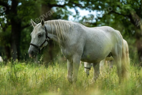 Preview: Majestic Lipizzan Horses Grazing in the Pastures of Lipica, Sloveni