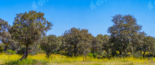 Preview: Mediterranean Forest, Spain