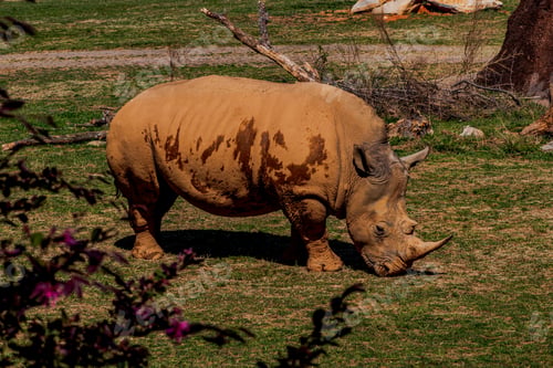 Preview: Rhinoceros at the NC Zoo