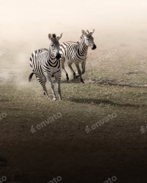 Preview: Vertical shot of the two zebras running to a camera
