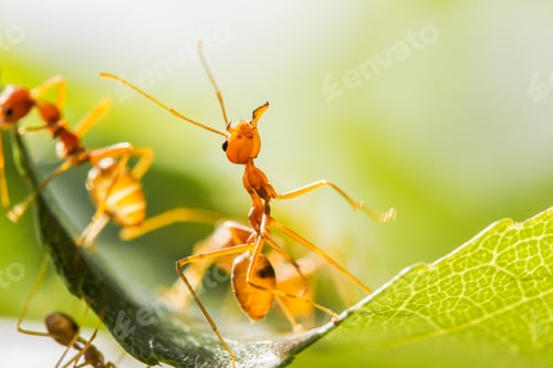 Preview: Red ants on green leaves, Green tree ant ,Weaver ant