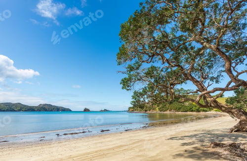Preview: Landscape view with Wangaruru harbour with Pohutukawa tree
