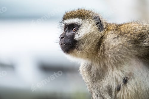 Preview: A black-faced primate in Nakuru National Park. Kenya