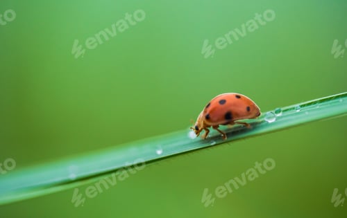 Preview: Lady bug on green leaves
