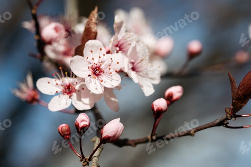 Preview: Spring Blossoms in Soft Focus.