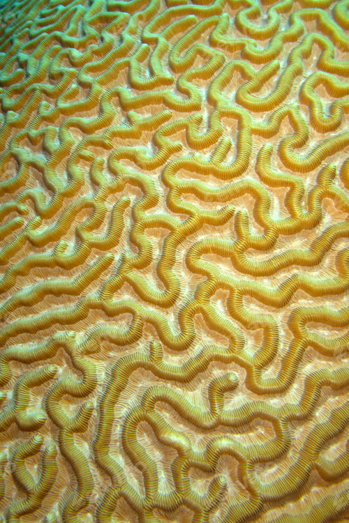 Preview: Brain coral, Isla de la Juventud, Cuba