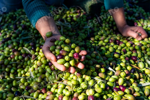 Preview: Woman keeps in her hands some of harvested fresh olives in a field, top view