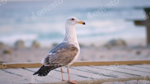 Preview: a closeup of a seagull walking on a wooden pier