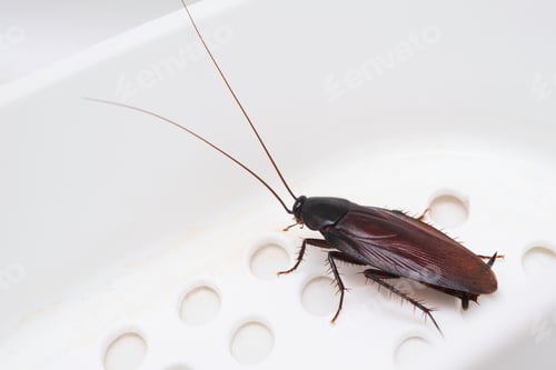 Preview: Cockroach