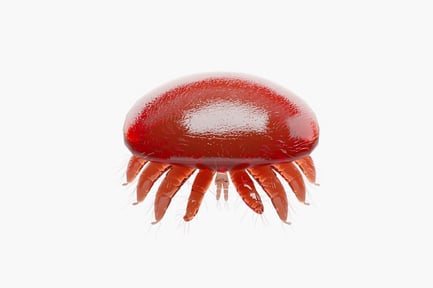 Preview: Varroa Mite: Detailed Parasite Specimen