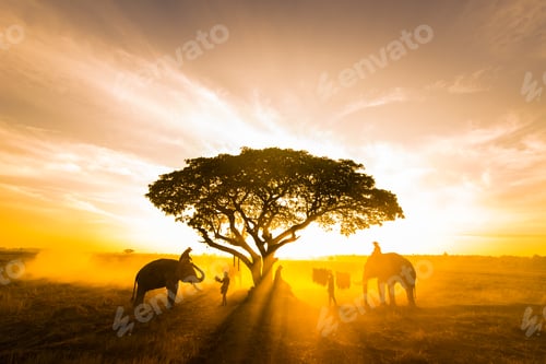 Preview: Elephants at sunrise in Thailand