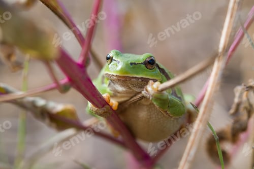 Preview: european tree frog