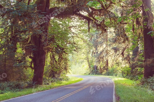 Preview: Rain forest