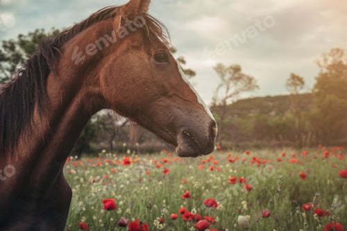 Preview: Beautiful red horse with long black mane in spring field