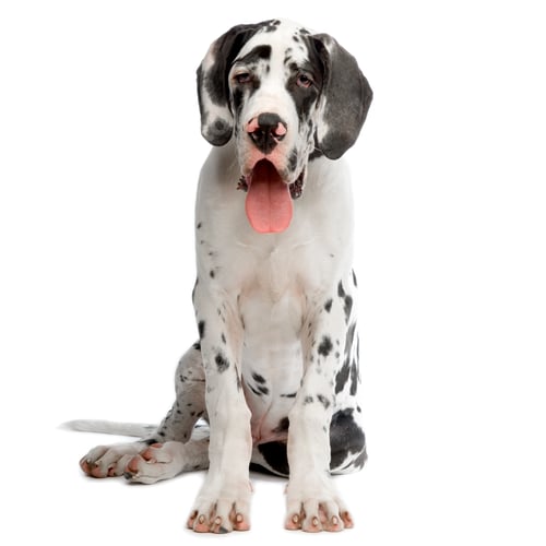 Preview: Great Dane HARLEQUIN