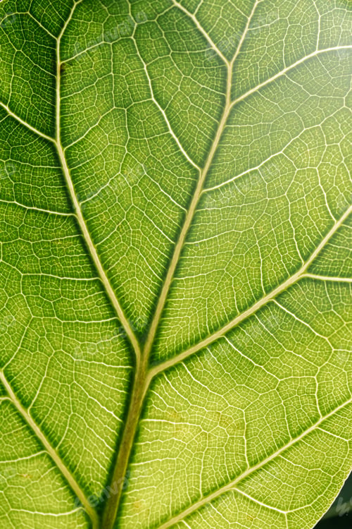 Preview: The leaf of the house plant is close.