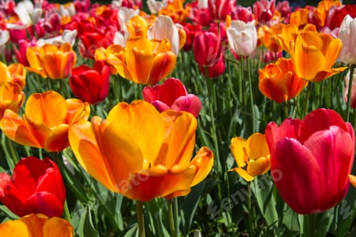 Preview: Field of tulips