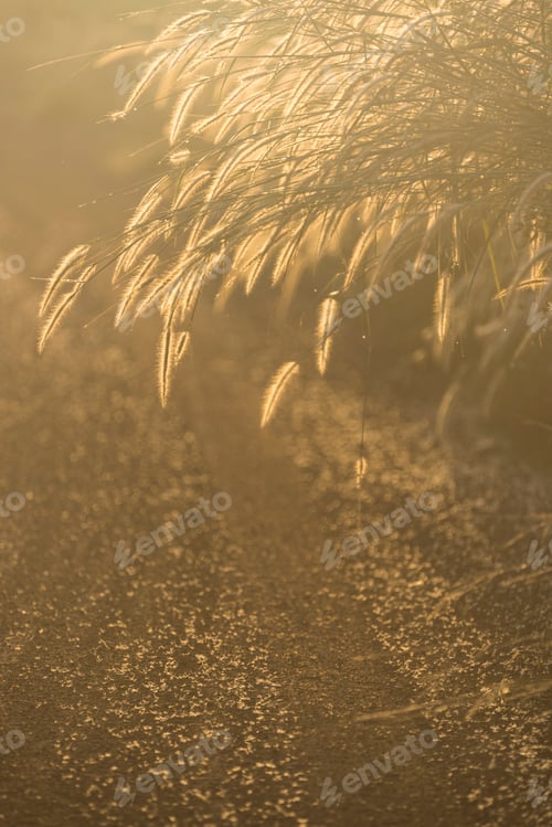 Preview: grass with sunset, image filter vintage