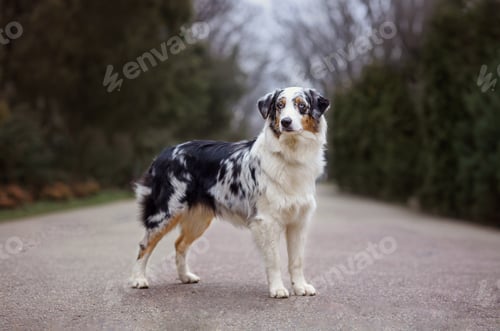 Preview: Cute dogs Australian shepherds Aussie sit on the road in the forest