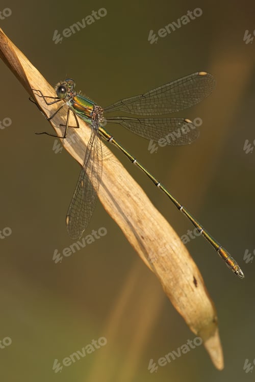 Preview: Dragonfly perched on a dry leaf in close-up