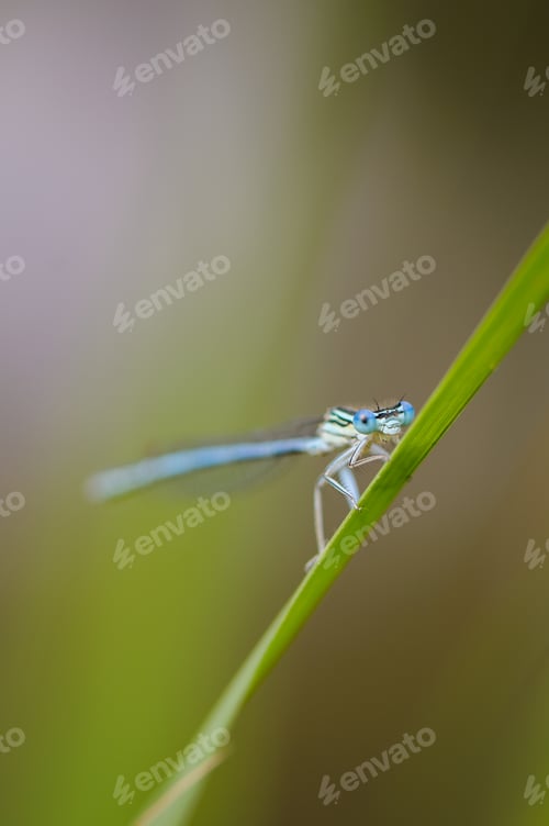 Preview: Beautiful cute dragonfly, White legged Damselfly