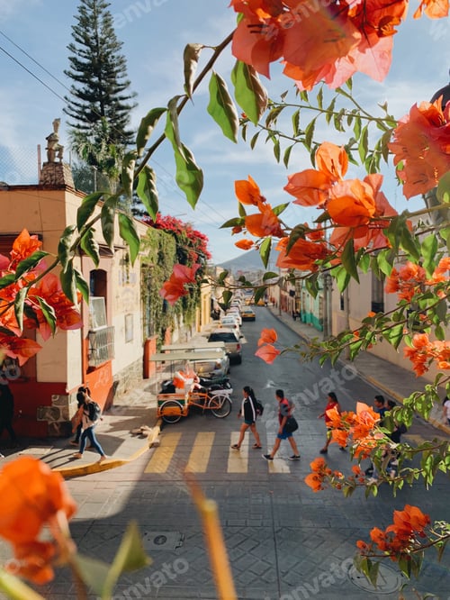 Preview: Orange flowers