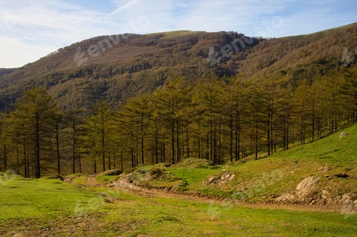Preview: Landscape Forest, trees, firs, mountains, and blue sky. With space for copy