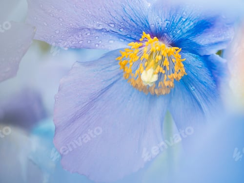 Preview: A blue poppy flower, close up with rain drops on the petals.