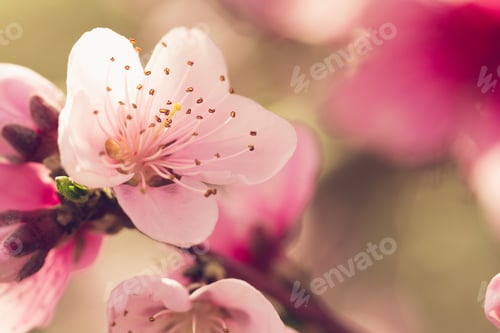 Preview: Cherry blossoms bloom on a branch in springtime sunlight