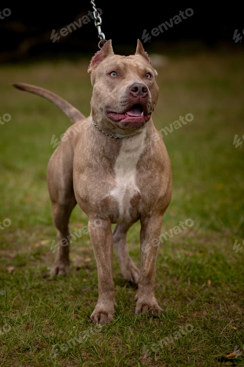 Preview: Autumn background with grey Pit Bull Terrier
