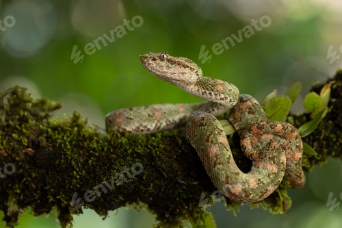 Preview: An Eyelash Viper in Costa Rica