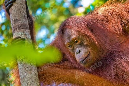 Preview: Orangutan, Tanjung Puting National Park, Borneo, Indonesia
