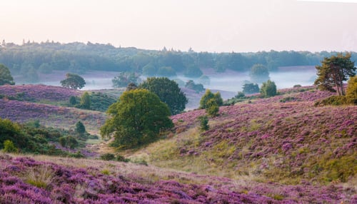 Preview: Posbank National park Veluwe, purple pink heather in bloom, blooming heater on the Veluwe