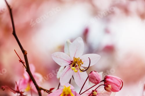 Preview: Blossoming cassia