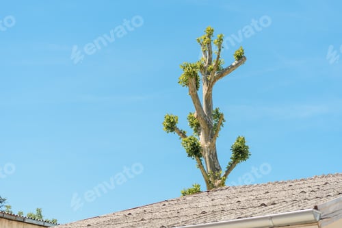 Preview: Tree topping, small branches with green leaves growing at treetop after severe pruning