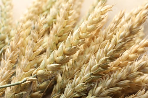 Preview: Many golden wheat spikes as background, closeup