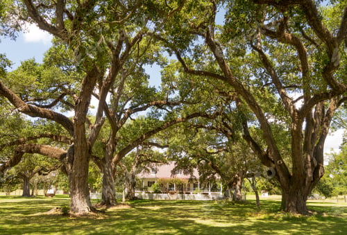 Preview: Old Growth Oak Trees Shade Plantation House Rural Louisiana