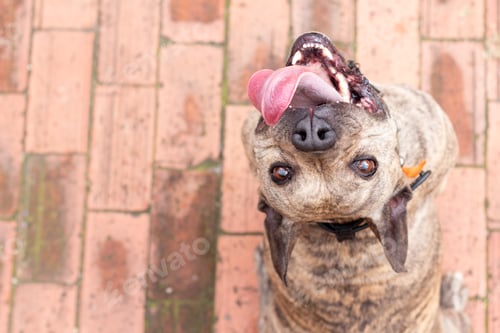Preview: Adorable bright eyed pitbull looking into the camera while smiling and sticking out his tongue.