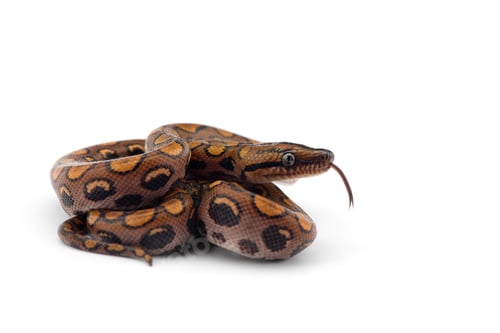 Preview: The rainbow boa, snake isolated on white background