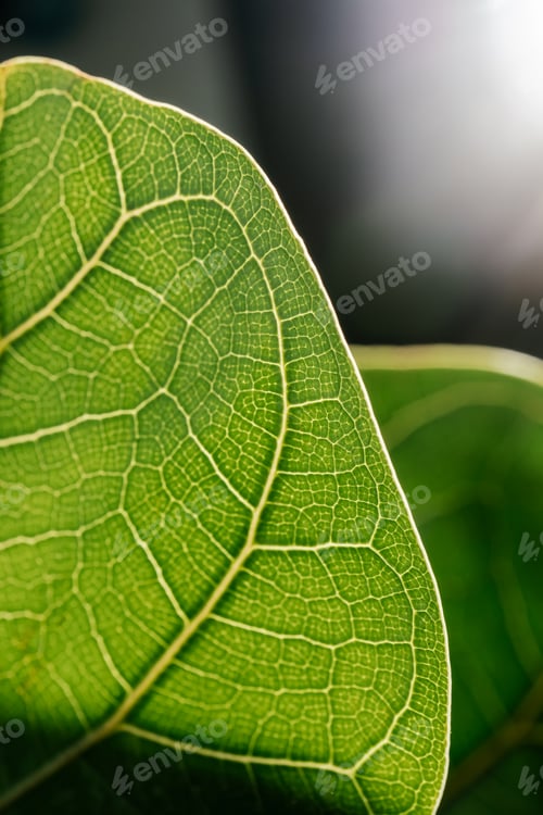 Preview: The leaf of the house plant is close.