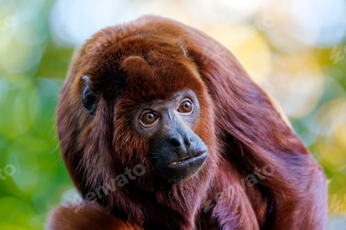 Preview: The Colombian red howler or Venezuelan red howler (Alouatta seniculus)
