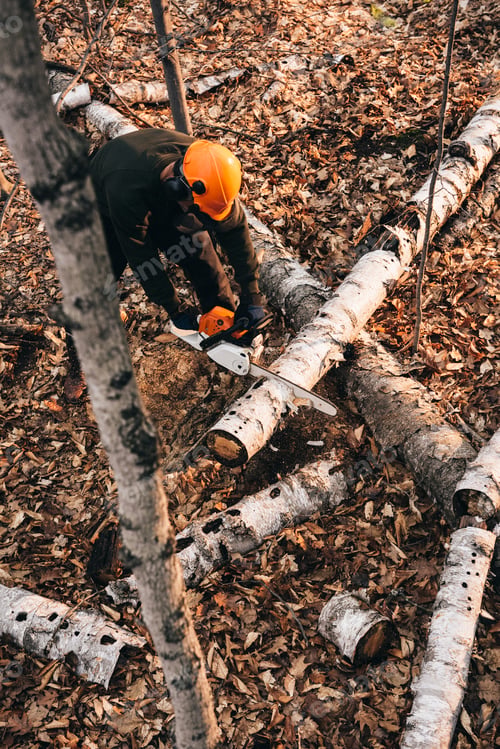 Preview: High angle view of man chainsawing tree trunk on autumn forest floor