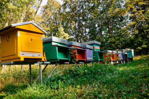 Preview: Small hives