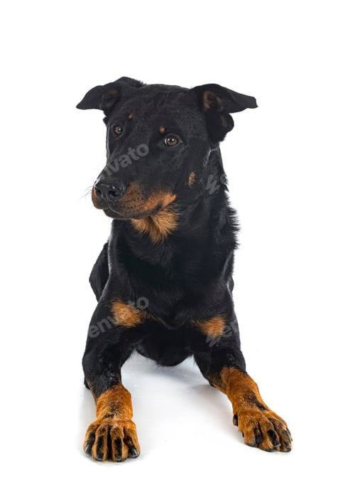 Preview: french shepherd in studio