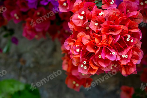 Preview: Bougainvillea flowers plant of the Aegean islands