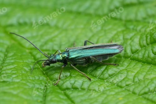 Preview: Closeup on a colorful metallic green Flase blister beetle, Oedemera lurida on a green leaf